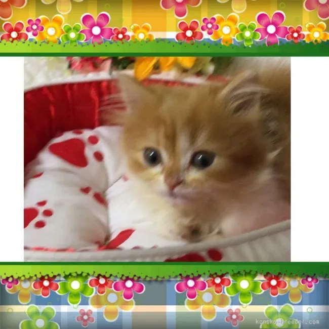 ID:1511-00514の子猫