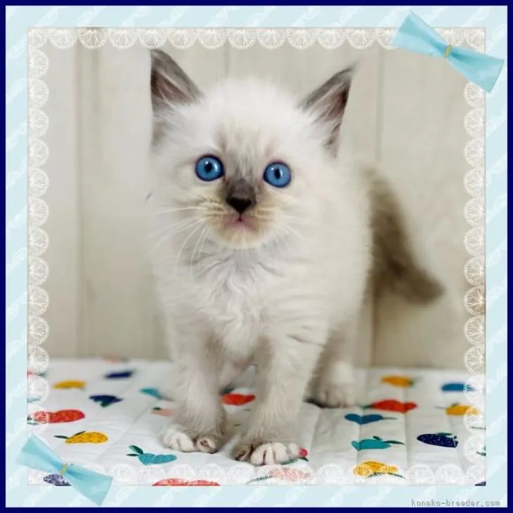 ID：2209-01056の子猫