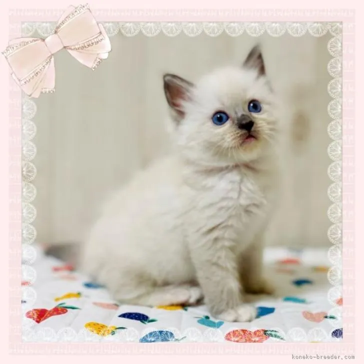 ID:2209-01116の子猫