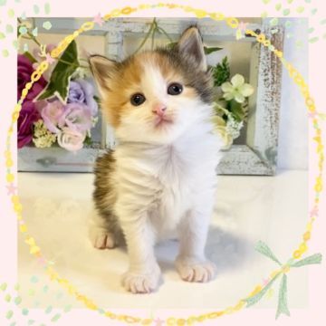 ノルウェージャンフォレストキャット【大阪府・女の子・2022年4月7日・キャリコ】の写真「三毛猫ちゃん💕」
