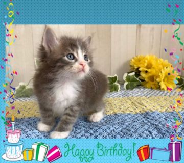 サイベリアン【大阪府・男の子・2020年4月2日・ブルークラッシックタビー&ホワイト】の写真「🌺  出張見学可 (PayPayにてのお支払い可)」