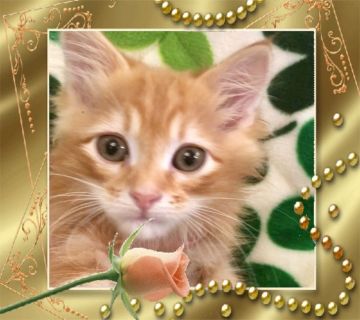 サイベリアン【大阪府・男の子・2019年1月16日・レッドクラッシックタビー】の写真「極上の可愛い子猫ちゃん 💕可愛いベッド付き」