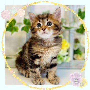 サイベリアン【大阪府・男の子・2022年5月20日・ブラウンクラシックタビー】の写真「パパはTICAチャンピオンの可愛い子猫ちゃん❤️」