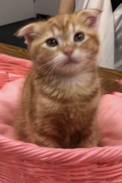 スコティッシュフォールド(折れ耳)【大阪府・女の子・2018年5月10日・レッドクラッシックタビー】の写真「🌸 激かわ、折れ耳癒し系のスコティッシュ‼️」