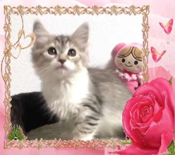 サイベリアン【大阪府・女の子・2018年8月10日・シルバーマッカレルタビー&ホワイト】の写真「優しい毛色の可愛い子猫ちゃん 💕可愛いベッド付き」