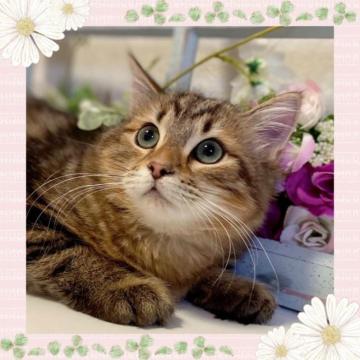 サイベリアン【大阪府・女の子・2022年11月2日・ブラウンマッカレルタビー】の写真「パパはTICAチャンピオンの可愛い子猫ちゃん❤️」