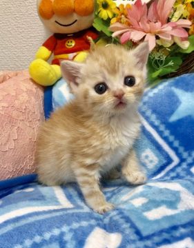 スコティッシュフォールド(立ち耳)【大阪府・男の子・2018年3月2日・クリームタビー】の写真「🌸 可愛い男の子」