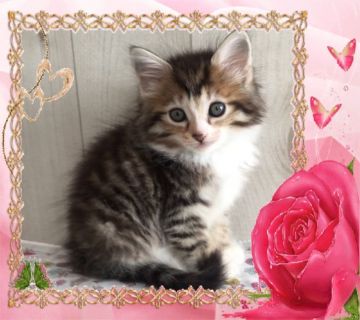 サイベリアン【大阪府・女の子・2019年10月3日・ブラウンマッカレルタビー&ホワイト】の写真「優しい毛色の可愛い子猫ちゃん 💕可愛いベッド付き」