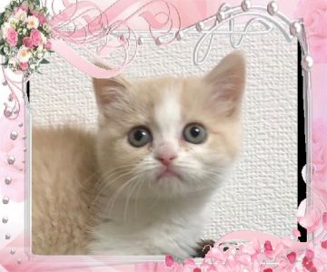 スコティッシュフォールド(立ち耳)【大阪府・女の子・2018年1月23日・クリームマッカレルタビー&ホワイト】の写真「🌸 愛らしい‼️魅力的な女の子❤️」