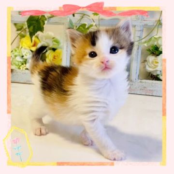 ノルウェージャンフォレストキャット【大阪府・女の子・2022年4月7日・キャリコ】の写真「三毛猫ちゃん💕」
