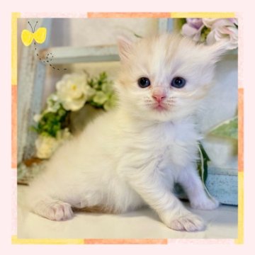 スコティッシュフォールド(立ち耳)【大阪府・女の子・2024年2月21日・クリームマッカレルタビー&ホワイト】の写真「可愛いお顔の女の子です」