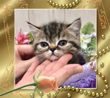 エキゾチックショートヘア【大阪府・男の子・2019年12月24日・ブラウンクラッシックタビー】の写真「🌸 可愛い、クリスマスイヴ生まれのエキゾちゃん❤️」