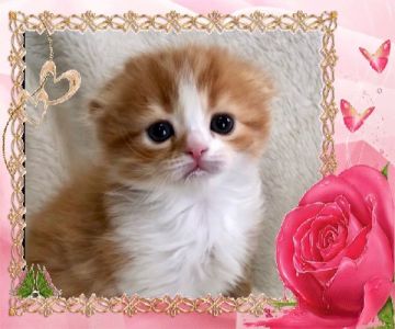 スコティッシュフォールド(折れ耳)【大阪府・女の子・2018年5月4日・レッドタビー&ホワイト】の写真「🌸 可愛い‼️キュートな女の子❤️」