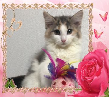 ノルウェージャンフォレストキャット【大阪府・女の子・2018年12月26日・ダイリュートキャリコ】の写真「優しい毛色の💕温厚で可愛い子猫ちゃんです❤️」