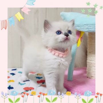 ラグドール【大阪府・女の子・2021年8月20日・ブルーポイント】の写真「可愛いラグちゃん🎀」