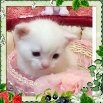 スコティッシュフォールド【大阪府・男の子・2016年12月12日・ホワイト】の写真「🌸 超可愛い白猫ちゃん❤️」