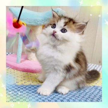 ラガマフィン【大阪府・男の子・2021年8月20日・ブラウンマッカレルタビー&ホワイト】の写真「💕温厚な可愛い子猫ちゃん😊」