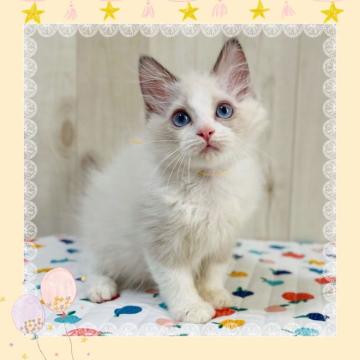 ラグドール【大阪府・女の子・2022年6月29日・ブルーポイントバイカラー】の写真「パパはTICAチャンピオン🐱両親遺伝子検査クリア」