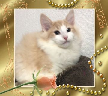 ノルウェージャンフォレストキャット【大阪府・男の子・2018年12月26日・クリームタビー&ホワイト】の写真「招き猫❤️イケメン😊可愛い子猫ちゃんです❤️」