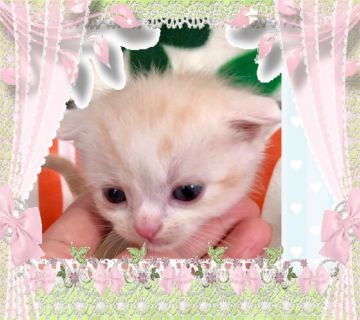 スコティッシュフォールド(立ち耳)【大阪府・男の子・2019年4月21日・クリームマッカレルタビー&ホワイト】の写真「🌸 とっても可愛いクリームスコちゃん❤️」