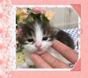 サイベリアン【大阪府・女の子・2020年3月31日・ブラウンパッチドタビー&ホワイト】の写真「✈️出張は、今月中、可愛いサイベリアンちゃん❤️」