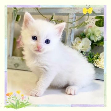 ノルウェージャンフォレストキャット【大阪府・男の子・2022年4月7日・ホワイト】の写真「可愛いノルちゃん💕」