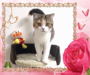 スコティッシュフォールド(折れ耳)【大阪府・女の子・2018年3月11日・ブラウンパッチドタビー&ホワイト】の写真「🌸 可愛い折れ耳、 人気の三毛猫ちゃん❤️」