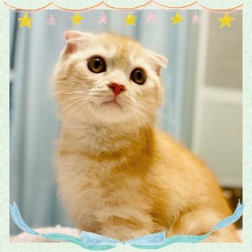 スコティッシュフォールド(折れ耳)【大阪府・男の子・2023年2月17日・クリームクラシックタビー】の写真「甘えん坊でお顔も可愛く元気な子です🩷」