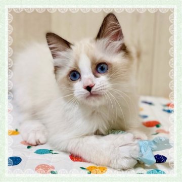 ラグドール【大阪府・男の子・2023年11月18日・シールポイントバイカラー】の写真「パパはTICAチャンピオンです🏆」