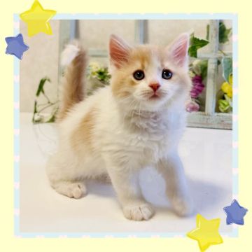 ラガマフィン【大阪府・男の子・2022年3月11日・クリームマッカレルタビー&ホワイト】の写真「💕温厚な男の子😊」