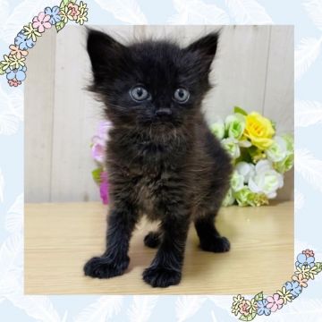 サイベリアン【大阪府・男の子・2021年8月20日・ブラックスモーク】の写真「パパはTICAチャンピオン🏆✨」