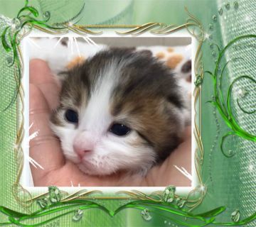 サイベリアン【大阪府・男の子・2020年3月31日・ブラウンクラシックタビー&ホワイト】の写真「✈️ご遠方は新幹線、飛行機にてお届け(1.5万円〜」