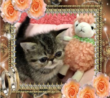 エキゾチックショートヘア【大阪府・男の子・2019年12月24日・ブラウンクラッシックタビー】の写真「🌸 可愛い、クリスマスイヴ生まれのエキゾちゃん❤️」