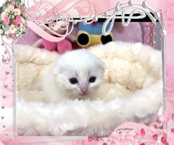 スコティッシュフォールド(折れ耳)【大阪府・女の子・2017年12月10日・ホワイト】の写真「🌸 パパチャンピオン、真っ白‼️魅力的な女の子❤️」