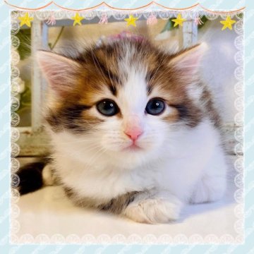 サイベリアン【大阪府・男の子・2024年1月14日・ブラウンマッカレルタビー&ホワイト】の写真「パパはTICAチャンピオンの可愛い子猫ちゃん❤️」