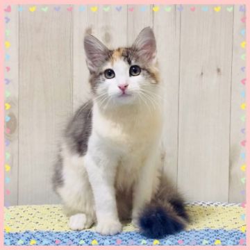 ノルウェージャンフォレストキャット【大阪府・女の子・2021年4月15日・キャリコ】の写真「可愛いミケちゃん🎀」
