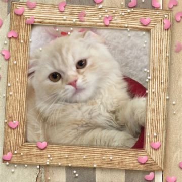 スコティッシュフォールド(立ち耳)【大阪府・女の子・2016年12月14日・カメオタビー（ロングヘアー）】の写真「🌸 優しいお嬢様❤️」