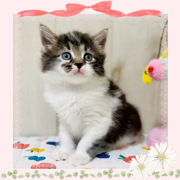 サイベリアン【大阪府・女の子・2022年6月10日・ブラウンマッカレルタビー&ホワイト】の写真「パパはTICAチャンピオンの可愛い子猫ちゃん❤️」