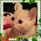 スコティッシュフォールド【大阪府・男の子・2016年3月10日・クリームタビー】の写真1「上品な毛色です💕」