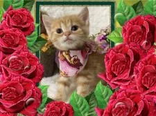 スコティッシュフォールド【大阪府・女の子・2015年8月18日・レッド クラッシック タビー】の写真1「まん丸おかおのお嬢様💕」