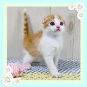 スコティッシュフォールド(折れ耳)【大阪府・男の子・2022年4月6日・レッドマッカレルタビー&ホワイト】の写真1