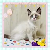 ラグドール【大阪府・男の子・2022年1月8日・シールポイントバイカラー】の写真1