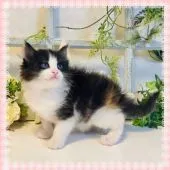 ノルウェージャンフォレストキャット【大阪府・女の子・2021年4月15日・キャリコ】の写真1「5/16撮影」