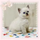 ラグドール【大阪府・女の子・2022年7月27日・ブルーポイントミテッド】の写真1