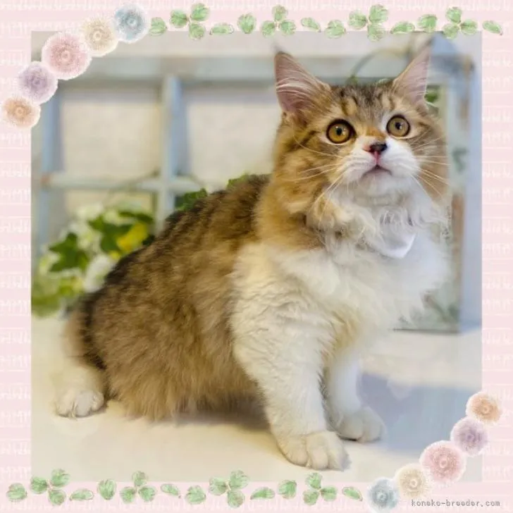 ID：2204-02201の子猫