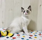 ラグドール【大阪府・男の子・2022年1月8日・シールポイントバイカラー】の写真2