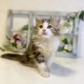 サイベリアン【大阪府・男の子・2022年5月5日・ブラウンマッカレルタビー&ホワイト】の写真2「遊びが大好きな明るい子猫ちゃん❤️」