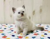 ラグドール【大阪府・女の子・2022年7月27日・ブルーポイントミテッド】の写真2