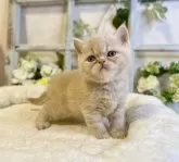 エキゾチックショートヘア【大阪府・男の子・2024年4月21日・クリーム】の写真3「よく遊び、しっかりとご飯食べています❤️」