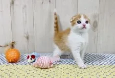 スコティッシュフォールド(折れ耳)【大阪府・男の子・2022年4月6日・レッドマッカレルタビー&ホワイト】の写真3